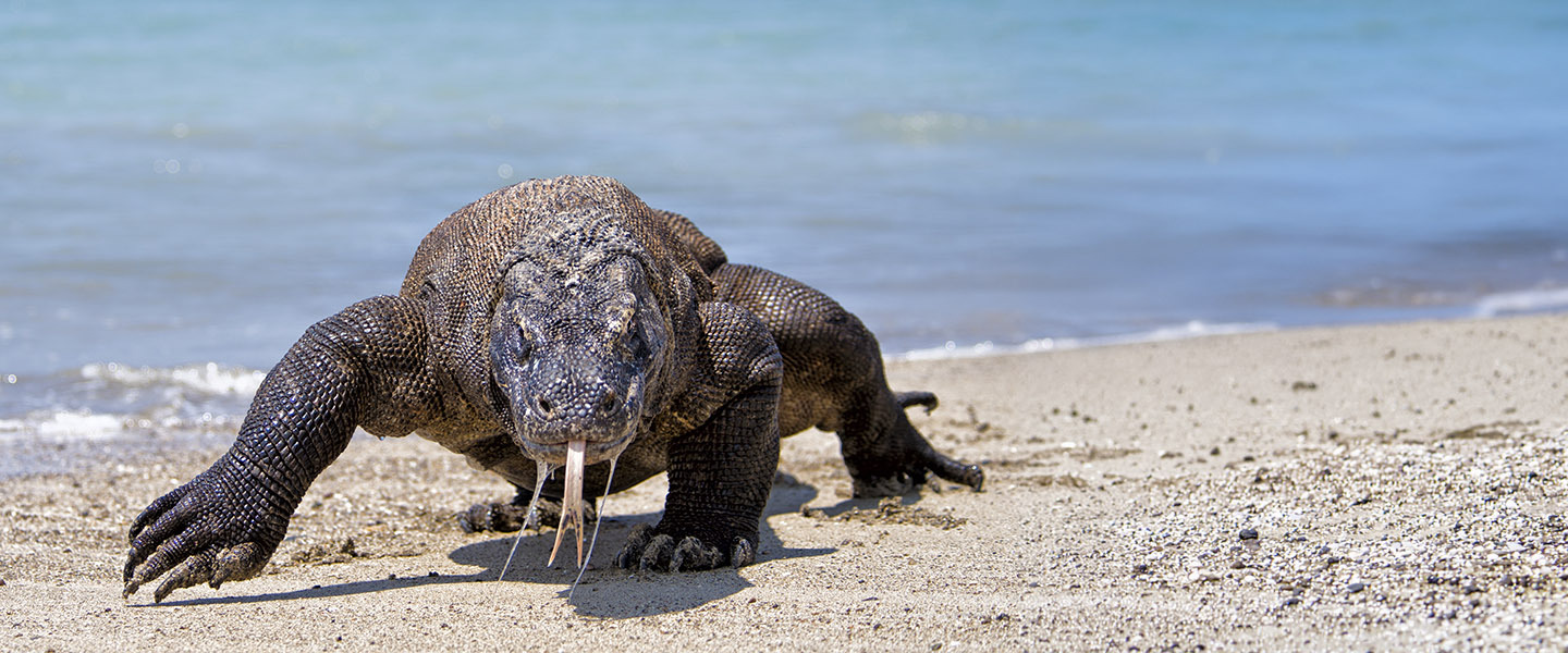 Indonesien: Flores, Komodo, Bali und Lombok